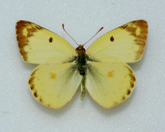 Colias alfacariensis male (Berger's Clouded Yellow, aberration) (Internet Image property of respective owner, non-commercial use only)